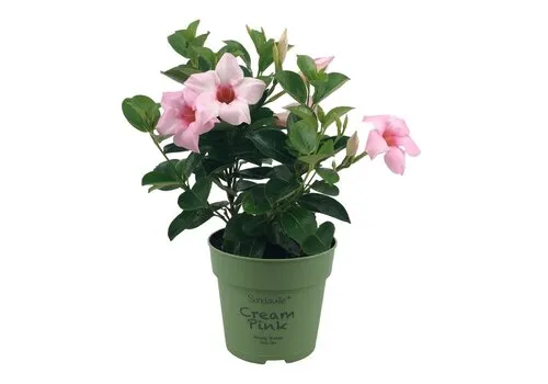 Junai.nl Mandevilla Sundaville Cream Pink | 7 cm pot | 15 cm hoog
