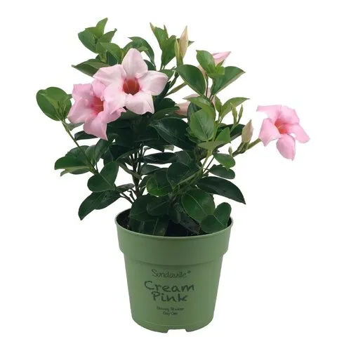 Junai.nl Mandevilla Sundaville Cream Pink | 7 cm pot | 15 cm hoog