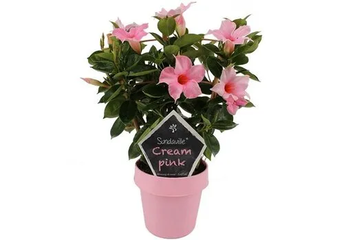 Junai.nl Mandevilla Sun Cream Pink | 40 cm hoog | 14 cm pot met klimrek