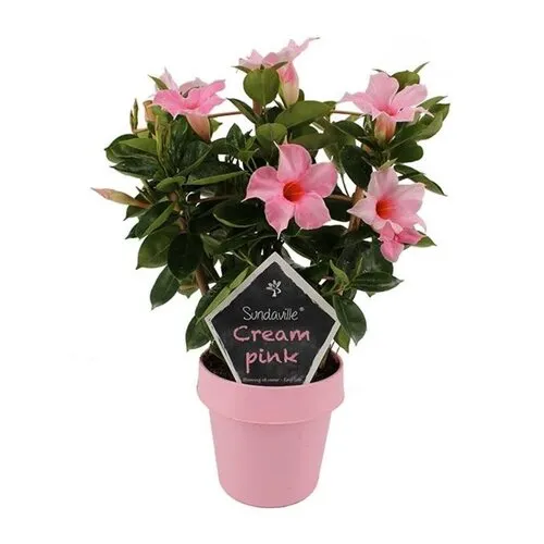 Junai.nl Mandevilla Sun Cream Pink | 40 cm hoog | 14 cm pot met klimrek