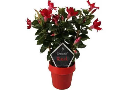 Junai.nl Mandevilla Sun Red | 40 cm hoog | 14 cm pot | met klimrek