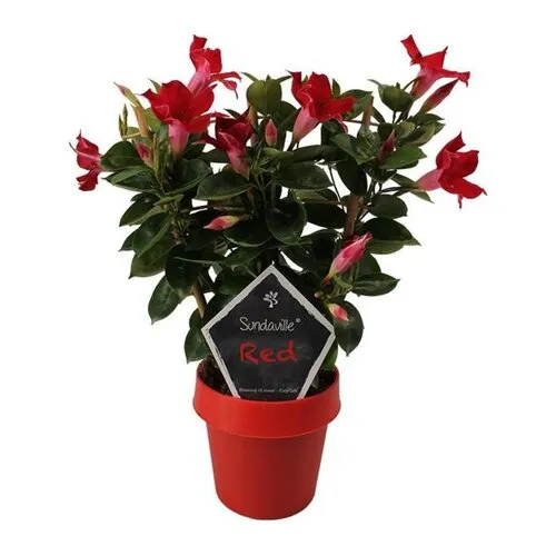 Junai.nl Mandevilla Sun Red | 40 cm hoog | 14 cm pot | met klimrek