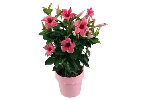 Junai.nl Mandevilla Rio Pink | ca. 35 cm hoog | 14 cm pot