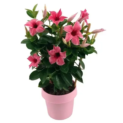 Junai.nl Mandevilla Rio Pink | ca. 35 cm hoog | 14 cm pot