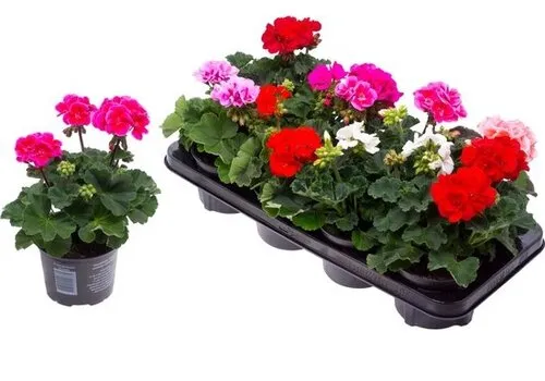Junavera Pelargonium zonale gemengd | staande geranium | 10 cm pot | ca. 20 cm hoog | verkoop per stuk