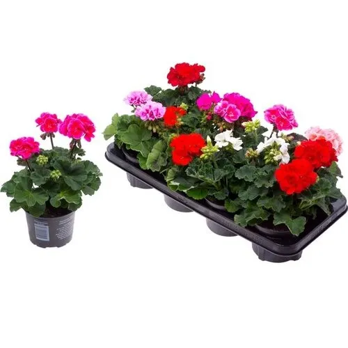 Junai.nl Pelargonium zonale gemengd | staande geranium | 10 cm pot | ca. 20 cm hoog | verkoop per stuk
