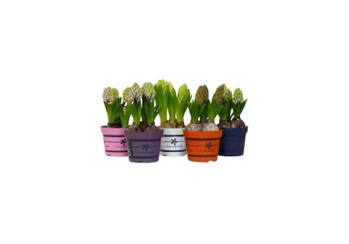 Junai.nl Hyacint mix | gemengde kleuren | P10 | 15 cm hoog | 3 bollen per pot | per pot