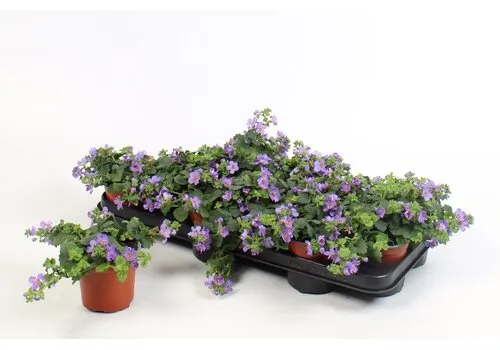 Junai.nl Sutera 'Blue Showers' | 10 cm pot | ca. 10–20 cm hoog