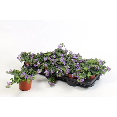 Junai.nl Sutera 'Blue Showers' | 10 cm pot | ca. 10–20 cm hoog