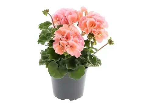 Junai.nl Pelargonium zonale 'Pelfi Montevideo' | 10 cm pot | ca. 10–20 cm hoog