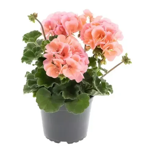 Junavera Pelargonium zonale 'Pelfi Montevideo' | 10 cm pot | ca. 10–20 cm hoog