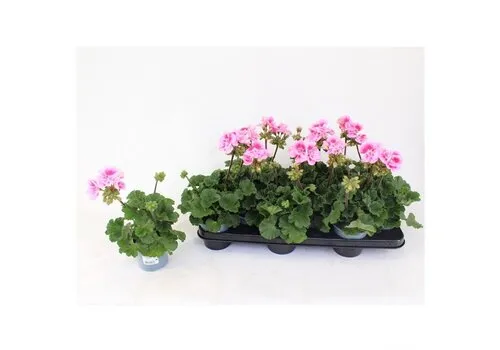 Junai.nl Pelargonium zonale 'Toscana Sil Linus' | 25 cm hoog | 10 cm pot