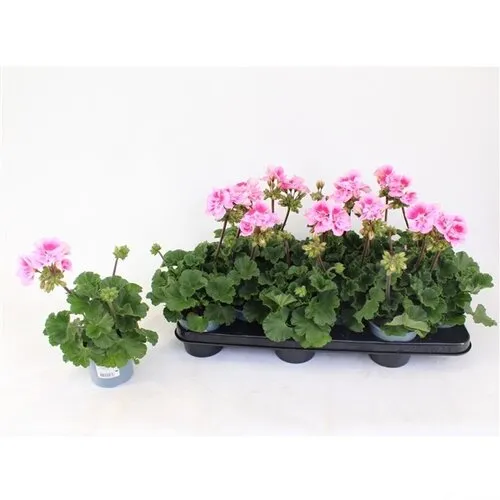 Junai.nl Pelargonium zonale 'Toscana Sil Linus' | 25 cm hoog | 10 cm pot