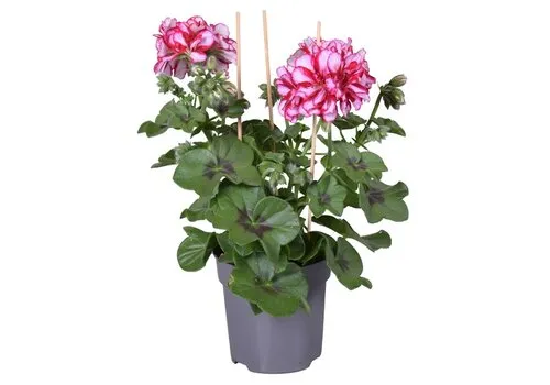 Junai.nl Pelargonium peltatum Rouletta | 10 cm pot | ca. 15 cm hoog