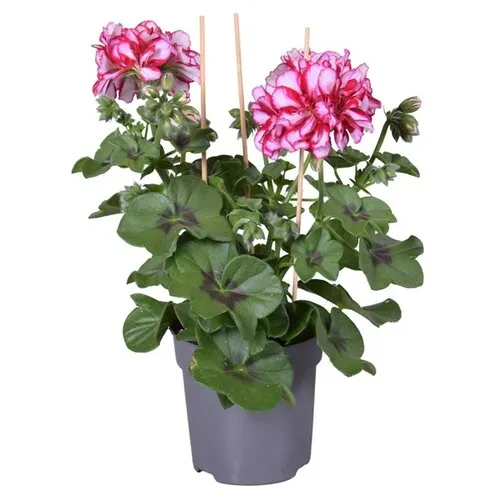 Junai.nl Pelargonium peltatum Rouletta | 10 cm pot | ca. 15 cm hoog