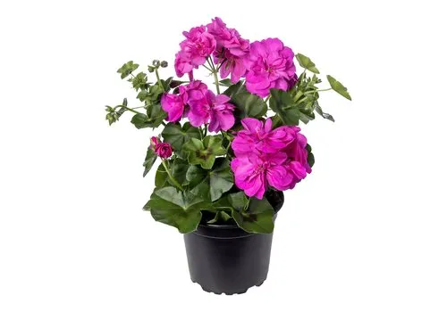 Junai.nl Pelargonium peltatum ‘Butterfly’ | 10 cm pot | ca. 15 cm hoog