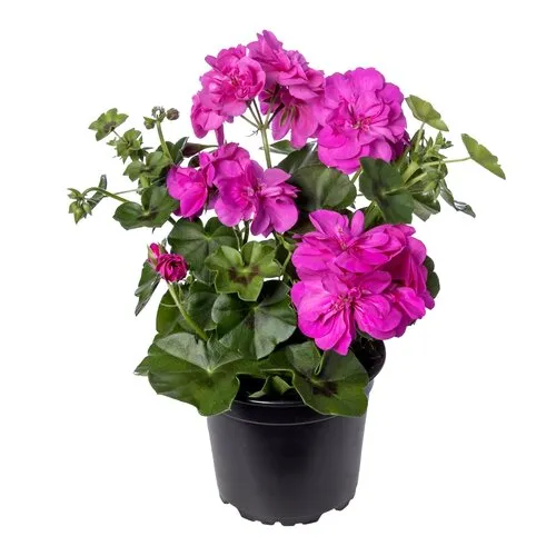 Junai.nl Pelargonium peltatum ‘Butterfly’ | 10 cm pot | ca. 15 cm hoog