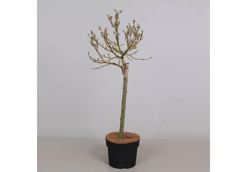 Junai.nl Salix helvetica | 70 cm hoog | 14 cm pot