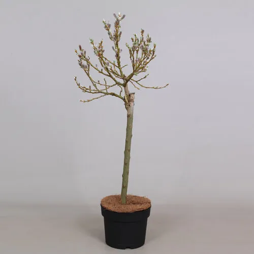 Junai.nl Salix helvetica | 70 cm hoog | 14 cm pot