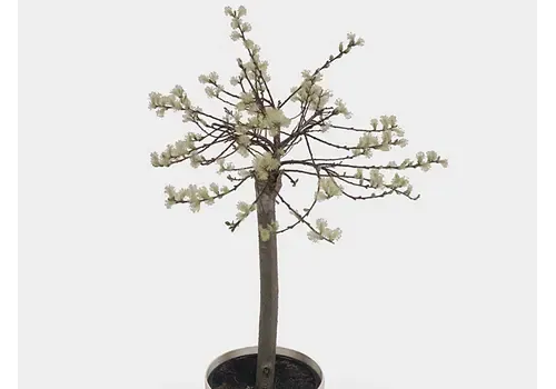Junai.nl Salix repens Iona | 60 cm hoog | 14 cm pot