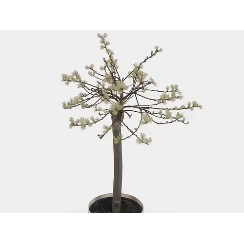 Junai.nl Salix repens Iona | 60 cm hoog | 14 cm pot