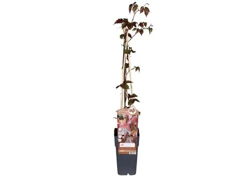 JUNAVERA Wingerd | Parthenocissus tricuspidata 'Veitchii' | 70 cm hoog | 11 cm pot