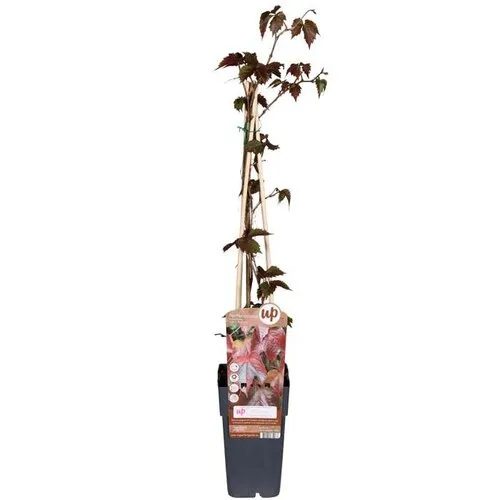 JUNAVERA Wingerd | Parthenocissus tricuspidata 'Veitchii' | 70 cm hoog | 11 cm pot