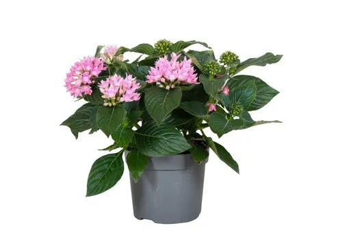 Junai.nl Pentas lanceolata 'Star Cluster Rose' | 13 cm pot | ca. 25 cm hoog