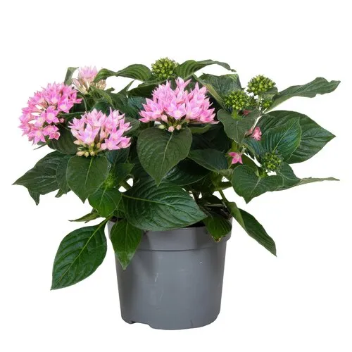 JUNAVERA Pentas lanceolata 'Star Cluster Rose' | 13 cm pot | ca. 25 cm hoog