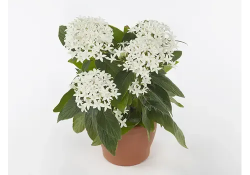 Junai.nl Pentas lanceolata 'Star Cluster white' | 13 cm pot | ca. 20 cm hoog