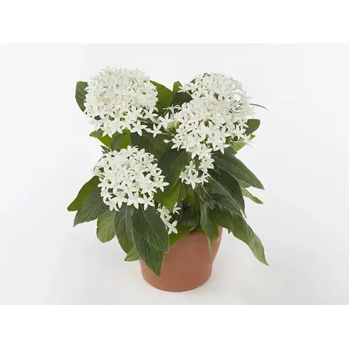 JUNAVERA Pentas lanceolata 'Star Cluster white' | 13 cm pot | ca. 20 cm hoog