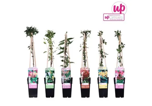 Junai.nl Lonicera mix | kamperfoelie | 60 cm hoog | 14 cm pot | per stuk