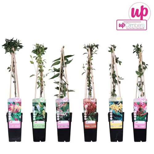 Junai.nl Lonicera mix | kamperfoelie | 60 cm hoog | 14 cm pot | per stuk