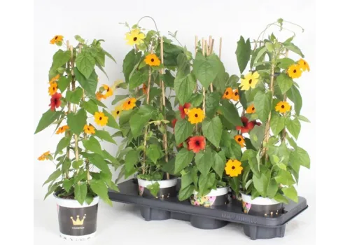 Junai.nl Thunbergia alata ‘Suzanne met de mooie ogen’ | 50 cm hoog | 13 cm pot | gemengde kleuren