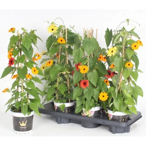 Junai.nl Thunbergia alata ‘Suzanne met de mooie ogen’ | 50 cm hoog | 13 cm pot | gemengde kleuren