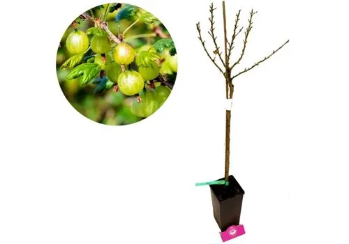Junai.nl Groene kruisbes | Ribes uva-crispa 'Hinnonmaki Grön' | 125 cm hoog | 23 cm pot