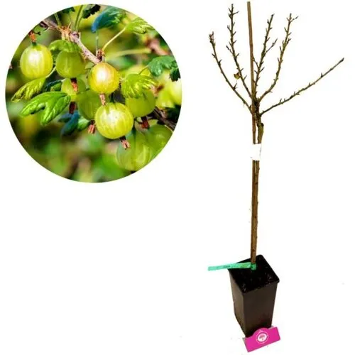 Junavera Groene kruisbes | Ribes uva-crispa 'Hinnonmaki Grön' | 125 cm hoog | 23 cm pot