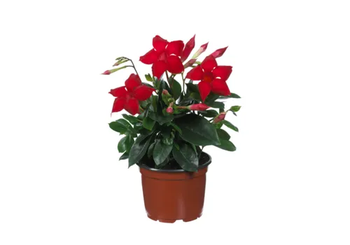 Junai.nl Mandevilla Diamantina Topaze Vermillon | 7 cm pot | 15 cm hoog