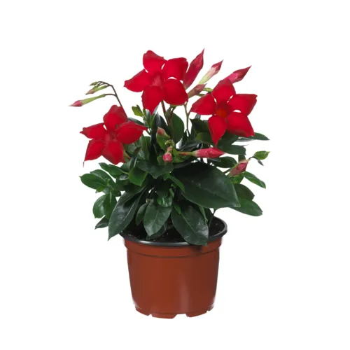 Junai.nl Mandevilla Diamantina Topaze Vermillon | 7 cm pot | 15 cm hoog