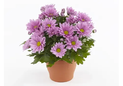 Junai.nl Chrysanthemum indicum 'Giro Time' | 15 cm hoog | 9 cm pot