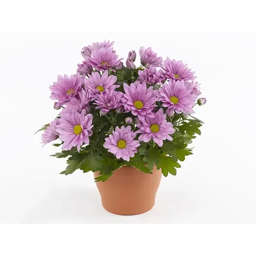 Junai.nl Chrysanthemum indicum 'Giro Time' | 15 cm hoog | 9 cm pot