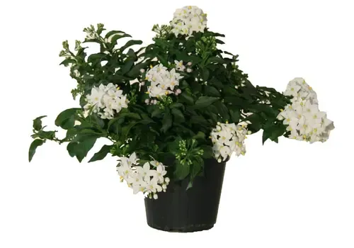 Junai.nl Solanum jasminoides | Klimmende nachtschade | 25-35 cm hoog | 12 cm pot