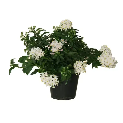Junai.nl Solanum jasminoides | Klimmende nachtschade | 25-35 cm hoog | 12 cm pot