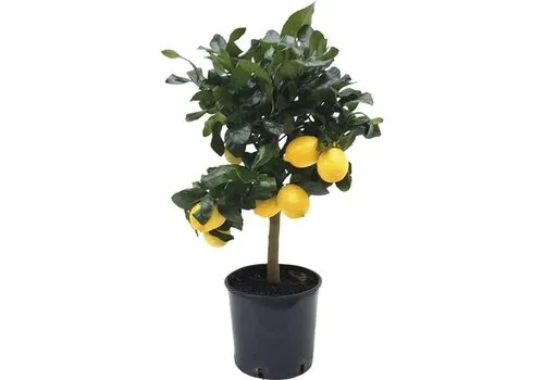Junai.nl Citroenboom op stam | 85 cm hoog | 22 cm pot
