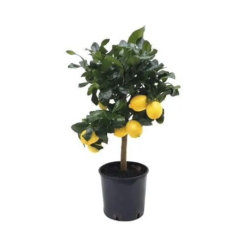 Junai.nl Citroenboom op stam | 85 cm hoog | 22 cm pot
