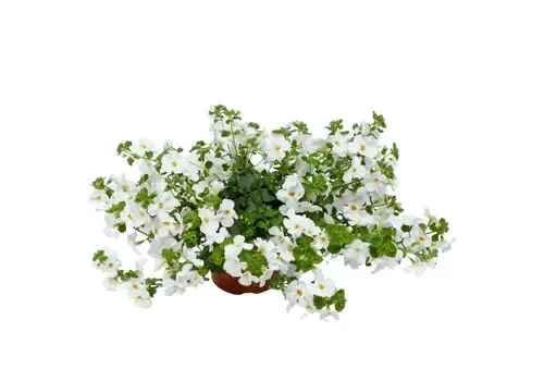 Junai.nl Sutera cordata 'Baristo Giga White' | Bacopa wit | 15 cm hoog | 10 cm pot
