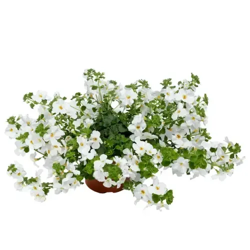 Junai.nl Sutera cordata 'Baristo Giga White' | Bacopa wit | 15 cm hoog | 10 cm pot