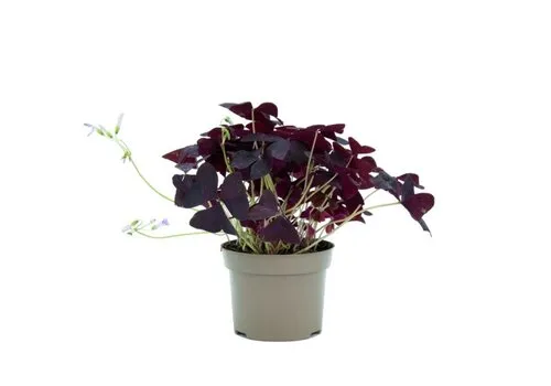 Junavera Oxalis triangularis | 12 cm pot | ca. 15 cm hoog