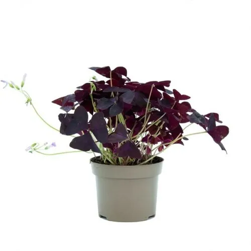 Junai.nl Oxalis triangularis | 12 cm pot | ca. 15 cm hoog