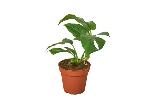 Junai.nl Monstera deliciosa | 7 cm pot | 25 cm hoog